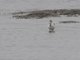 Spoonbill Sandpiper (Eurynorhynchus pygmeus)