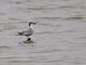 Whiskered Tern (Chlidonias hybrida)