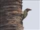 Coppersmith Barbet (Psilopogon haemacephalus)