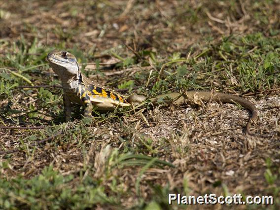 Common Butterfly Lizard (Leiolepis belliana)