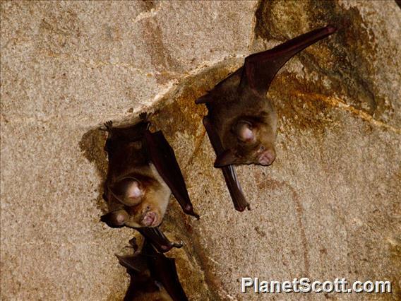 Intermediate Roundleaf Bat (Hipposideros larvatus)