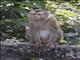Northern Pigtail Macaque (Macaca leonina)