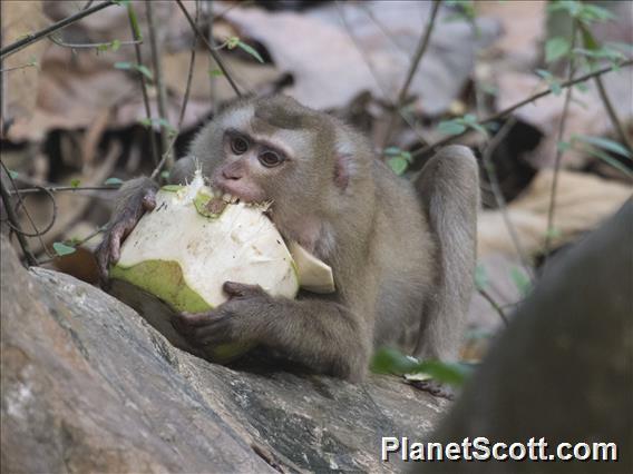 Northern Pigtail Macaque (Macaca leonina)