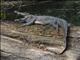 Siamese Crocodile (Crocodylus siamensis)