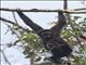 White-handed Gibbon (Hylobates lar) - with Baby