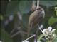 Streak-eared Bulbul (Pycnonotus conradi)