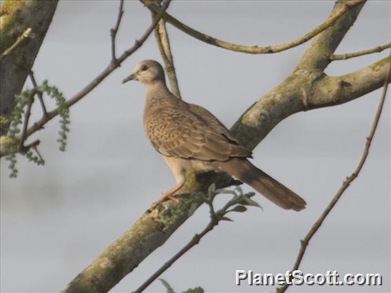 Spotted Dove (Streptopelia chinensis) - Juvenile