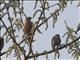 Chestnut-tailed Starling (Sturnia malabaricus)