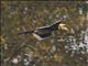 Oriental Pied-Hornbill (Anthracoceros albirostris)