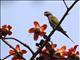 Red-breasted Parakeet (Psittacula alexandri)