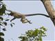 Capped Langur (Trachypithecus pileatus) - In Action