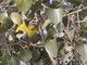 Yellow-footed Pigeon (Treron phoenicoptera) - Eating