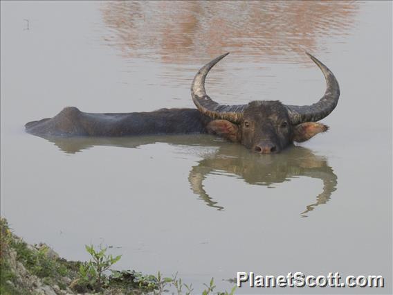 Water Buffalo (Bubalus bubalis)
