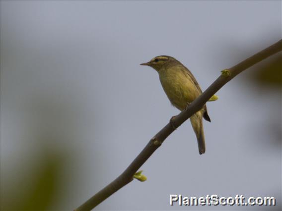 Tickell's Leaf-Warbler (Phylloscopus affinis)
