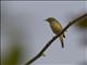 Tickells Leaf-Warbler (Phylloscopus affinis)