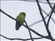 Vernal Hanging-Parrot (Loriculus vernalis)