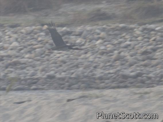 Black Stork (Ciconia nigra)