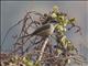 Gray-backed Shrike (Lanius tephronotus)