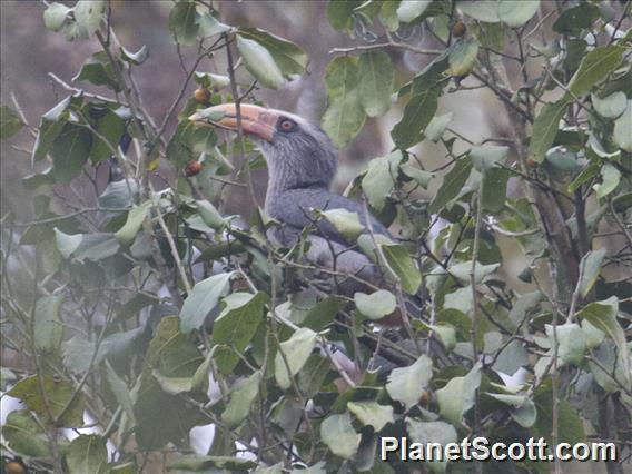 Malabar Gray-Hornbill (Ocyceros griseus)