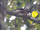 Malabar Woodshrike (Tephrodornis sylvicola)