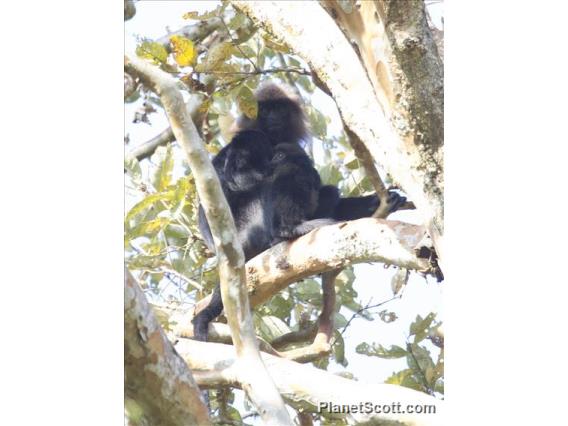 Nilgiri Langur (Trachypithecus johnii)