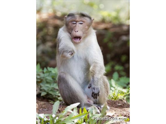 Bonnet Macaque (Macaca radiata)
