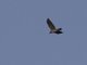 Mountain Imperial-Pigeon (Ducula badia)