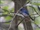 White-bellied Blue-Flycatcher (Cyornis pallipes)