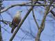 Malabar Starling (Sturnia blythii)