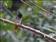 Asian Paradise-Flycatcher (Terpsiphone paradisi)