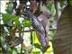 Ceylon Frogmouth (Batrachostomus moniliger)