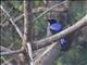 Asian Fairy-bluebird (Irena puella)