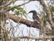 Malabar Gray-Hornbill (Ocyceros griseus)