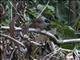 Dark-fronted Babbler (Rhopocichla atriceps)