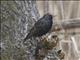 European Starling (Sturnia vulgaris)