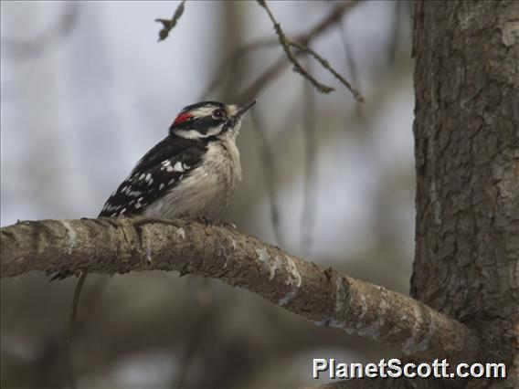 Downy Woodpecker (Picoides pubescens) - Male