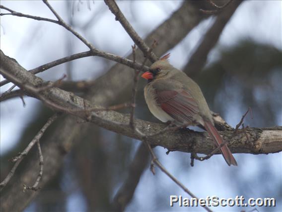 Northern Cardinal (Cardinalis cardinalis) - Female