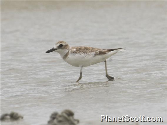 Greater Sand Plover Charadrius leschenaultii