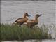 Fulvous Whistling-Duck (Dendrocygna bicolor)
