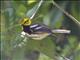 Black-throated Green Warbler (Setophaga virens)