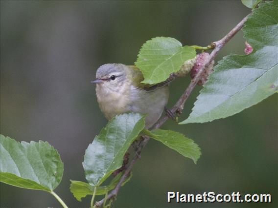 Tennessee Warbler (Oreothlypis peregrina)
