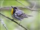 Yellow-throated Warbler (Setophaga dominica)