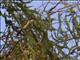 White-throated Honeyeater (Melithreptus albogularis)