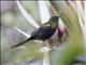 Bronze Sunbird (Nectarinia kilimensis) - Male