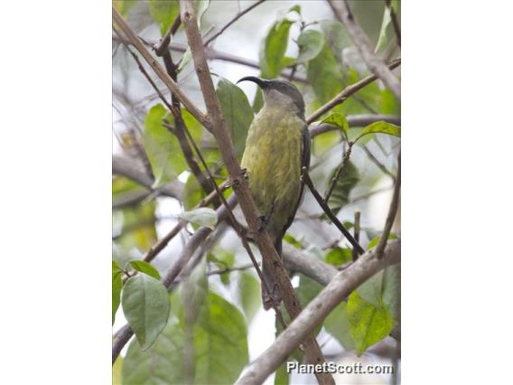 Bronze Sunbird (Nectarinia kilimensis) - Female