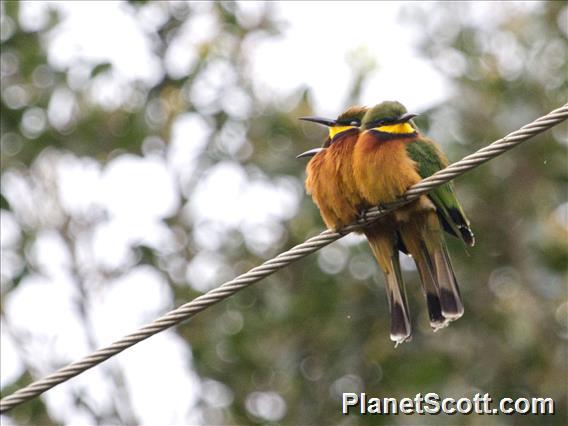 Cinnamon-chested Bee-eater (Merops oreobates)