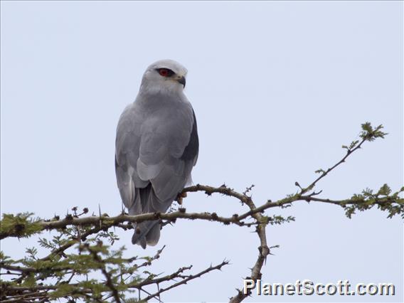 Black-shouldered Kite (Elanus caeruleus)