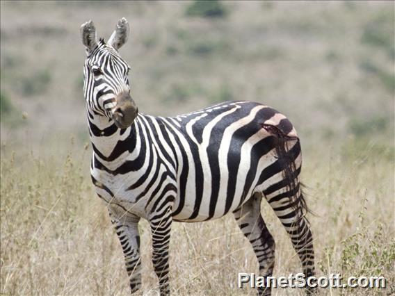 Burchell's Zebra (Equus quagga) - Wounded by Lion