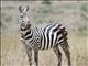 Burchells Zebra (Equus quagga) - Wounded by Lion