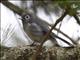 White-eyed Slaty-Flycatcher (Melaenornis fischeri)